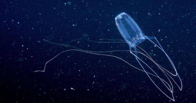 australiansolarquotes.com